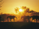 Horses Walk at Sunset Photographie par Joe Scherschel