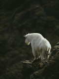 A Mountain Goat Stands Looking over a Precipice Photographic Print by Michael S. Quinton