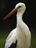 A Portrait of a European White Stork Photographic Print by Joel Sartore