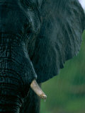 Close View of an African Elephant Showing its Tusks Photographic Print by Beverly Joubert