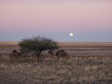 The Moon Rises over Two Camels Tied to a Low Tree Photographie par Joe Scherschel