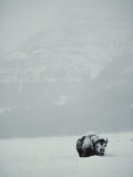 A Snow-Covered American Bison Stands on a Snowy Plain Photographic Print by Michael S. Quinton