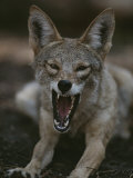 A Coyote Snarls in This Close View Photographic Print by Randy Olson