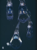 Close View of a Group of Hatchetfish Photographic Print by Paul Zahl