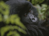 A Young Mountain Gorilla in Rwandas Virunga Mountains Photographic Print by Michael Nichols