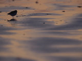 Sandpiper on Sandflats, Clayoquot Sound, Vancouver Island Photographic Print by Joel Sartore