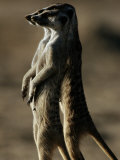 Three Suricates Survey the Landscape Around Their Burrows Photographic Print by Chris Johns