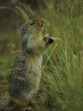 A Columbia Ground Squirrel Reaches up to Eat the Seed Heads of Mature Grasses Photographic Print by Michael S. Quinton