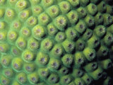 A Close View of Star Coral, Monastrea Cavernosa Photographic Print by Bill Curtsinger