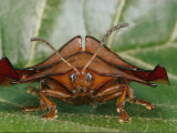 Magnified Close-up of a Rust-Colored, Crablike Tortoise Beetle Photographic Print by Paul Zahl