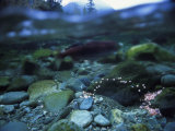 Split Level View of Underwater, Clayoquot Sound, Vancouver Island Photographic Print by Joel Sartore