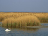 Mute Swan Swims Amongst Reeds in the Boddenland Photographic Print by Norbert Rosing