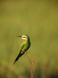 Bee-Eater Bird Photographic Print by Beverly Joubert