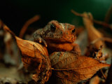 A Toad Looks out from Behind a Clump of Leaves Photographic Print by Joel Sartore