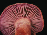 A Close View from Below of a Sandy Laccaria Mushroom Photographic Print by Darlyne A. Murawski