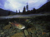 Salmon, Clayoquot Sound, Vancouver Island Photographic Print by Joel Sartore