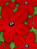 Nicotiana Flowers Photographie par Wallace Garrison