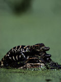 Newborn American Alligators Ride on Their Mothers Back Photographic Print by Chris Johns