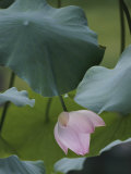A Delicate Pink Blossom Adorns a Lotus Plant Photographic Print by Jodi Cobb