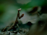A praying mantis Lámina fotográfica por Joel Sartore