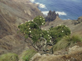 A Clump of Scrubwood Clings to a Steep Rock Face Photographie par Walter Meayers Edwards