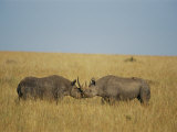 Black Rhinoceroses Sparring in the Grass Photographic Print by Michael S. Lewis