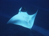 A Manta Ray, Manta Birostris, Swims Gracefully in a Blue Ocean Photographic Print by Brian J. Skerry