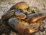 A Coiled Anaconda Photographie par Ed George