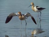 American Avocets Photographic Print by Bates Littlehales