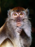 Close View of a Long-Tailed Macaque (Macaca Fascicularis) Photographic Print by Mattias Klum