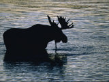Moose Wading in a Kettle Lake, His Body Silhouetted against the Water Photographic Print by Michael Melford