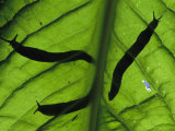 Close View of Banana Slugs Silhouetted Atop a Leaf Photographic Print by Joel Sartore