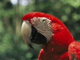A Portrait of a Scarlet Macaw in Venezuela Photographie par Ed George