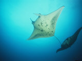 A Pair of Manta Rays in the Waters off the Yap Islands Photographie par Heather Perry