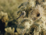 A Cactus Wren Perches on a Cholla Cactus Near the Entrance to its Nest Photographie par Walter Meayers Edwards
