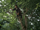 A Turkish Woman with a Sickle in Her Hand Climbs out onto a Tree Limb Photographic Print by Randy Olson
