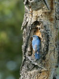 Mountain Bluebird at Nest on Tree Trunk Photographie par Norbert Rosing