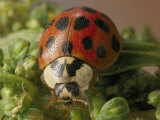 Close View of a Ladybug Photographic Print by Darlyne A. Murawski