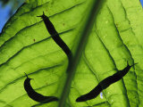 Close View of Banana Slugs Silhouetted Atop a Leaf Photographic Print by Joel Sartore