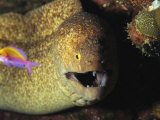 A Moray Eel Eyes a Small Fish Photographic Print by Heather Perry