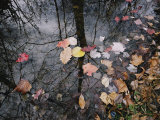 Autumn Leaves Floating in Israel Creek Photographic Print by Paul Zahl