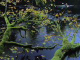 Moss-Covered Tree Limb over Creek with Kayaker in Distance Photographic Print by Joel Sartore