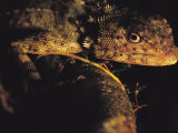 Close View of Lizard Photographic Print by Mattias Klum