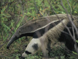 A Giant Anteater Photographie par Ed George