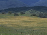 Scenic View of a Field of Wildflowers and Oak Trees in Cuyama Valley Photographic Print by Marc Moritsch