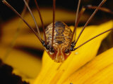 Close View of a Daddy Longlegs (Harvestman) Photographic Print by Darlyne A. Murawski