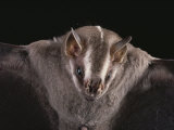 Close View of a Bat in a Rain Forest in Costa Rica Photographic Print by Michael Melford