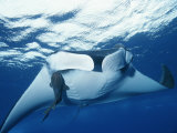A Pair of Remoras Hitch a Ride on a Manta Ray, Manta Birostris Photographic Print by Brian J. Skerry