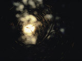 An Orb Weaving Spider Sits in the Middle of its Sunlit Web Photographic Print by Bill Curtsinger
