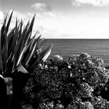 Plants by Garrans Bay, Cornwall, UK Photographic Print by Eric Kamp